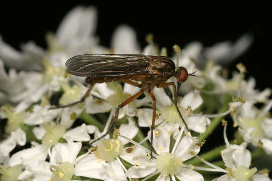 Image of Empis livida Linnaeus 1758