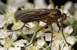 Image of Empis livida Linnaeus 1758