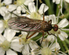 Image of Empis livida Linnaeus 1758