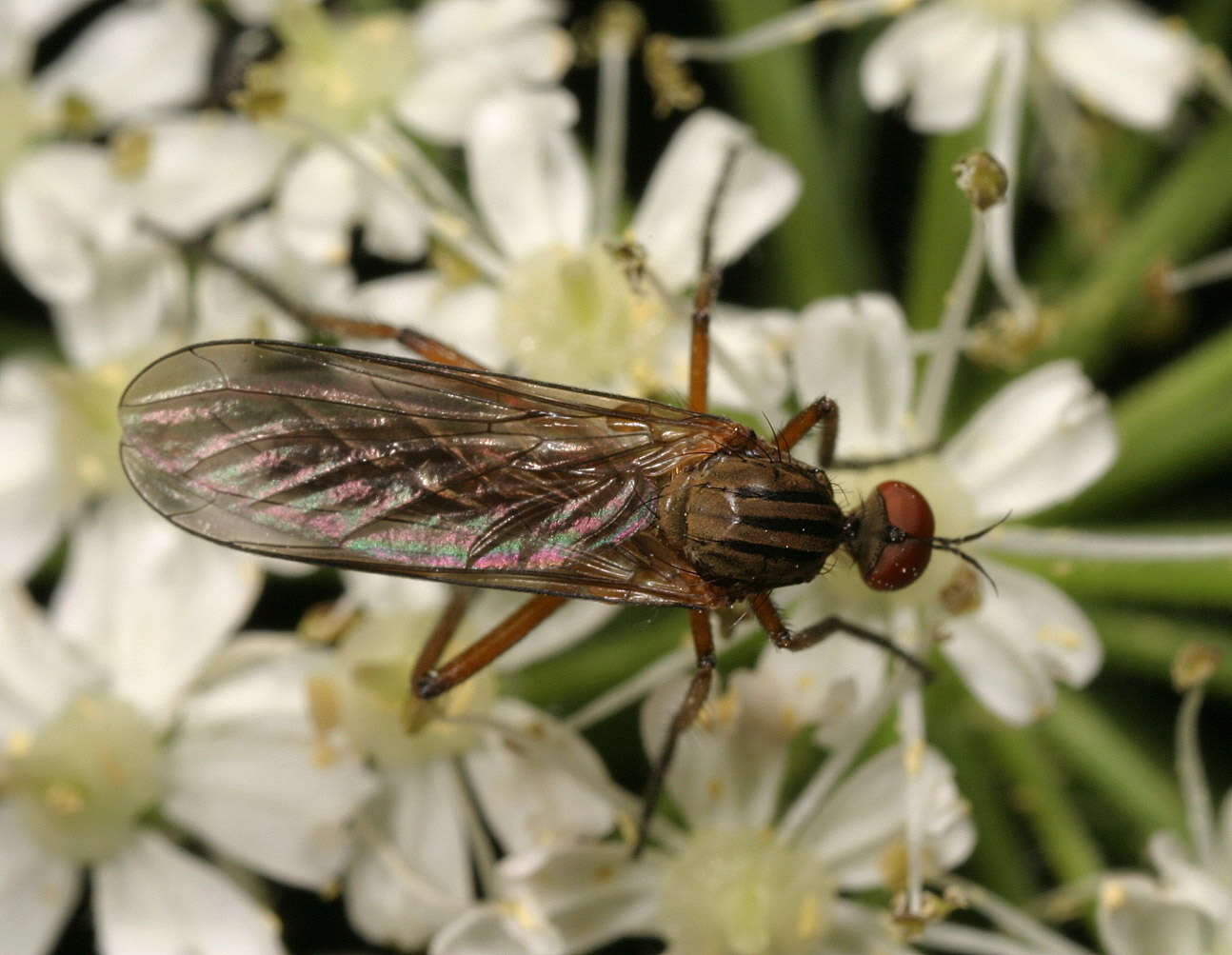 Image of Empis livida Linnaeus 1758