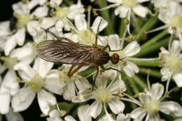 Image of Empis livida Linnaeus 1758