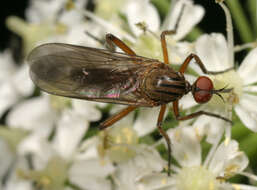 Image of Empis livida Linnaeus 1758