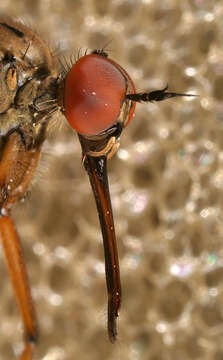 Image of Empis livida Linnaeus 1758