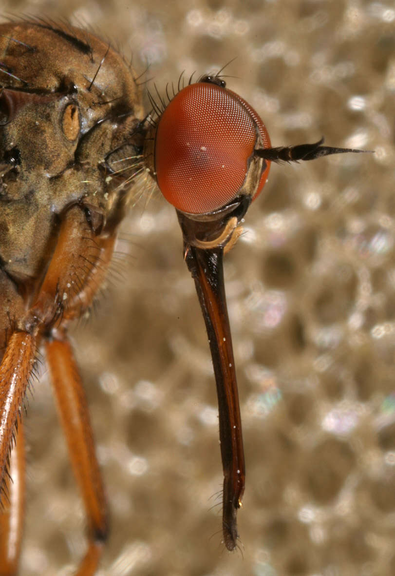 Image of Empis livida Linnaeus 1758