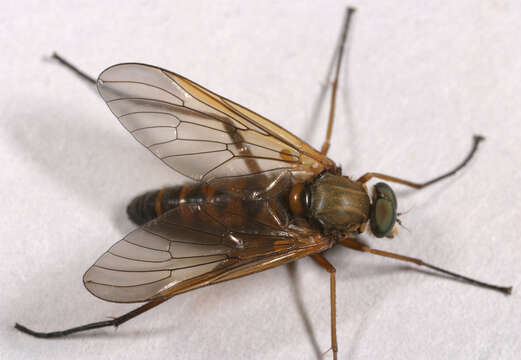 Image of Marsh Snipe fly