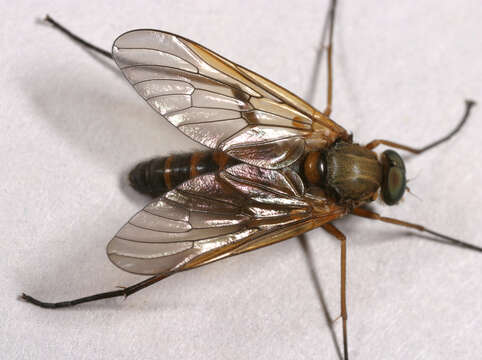 Image of Marsh Snipe fly