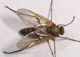 Image of Marsh Snipe fly