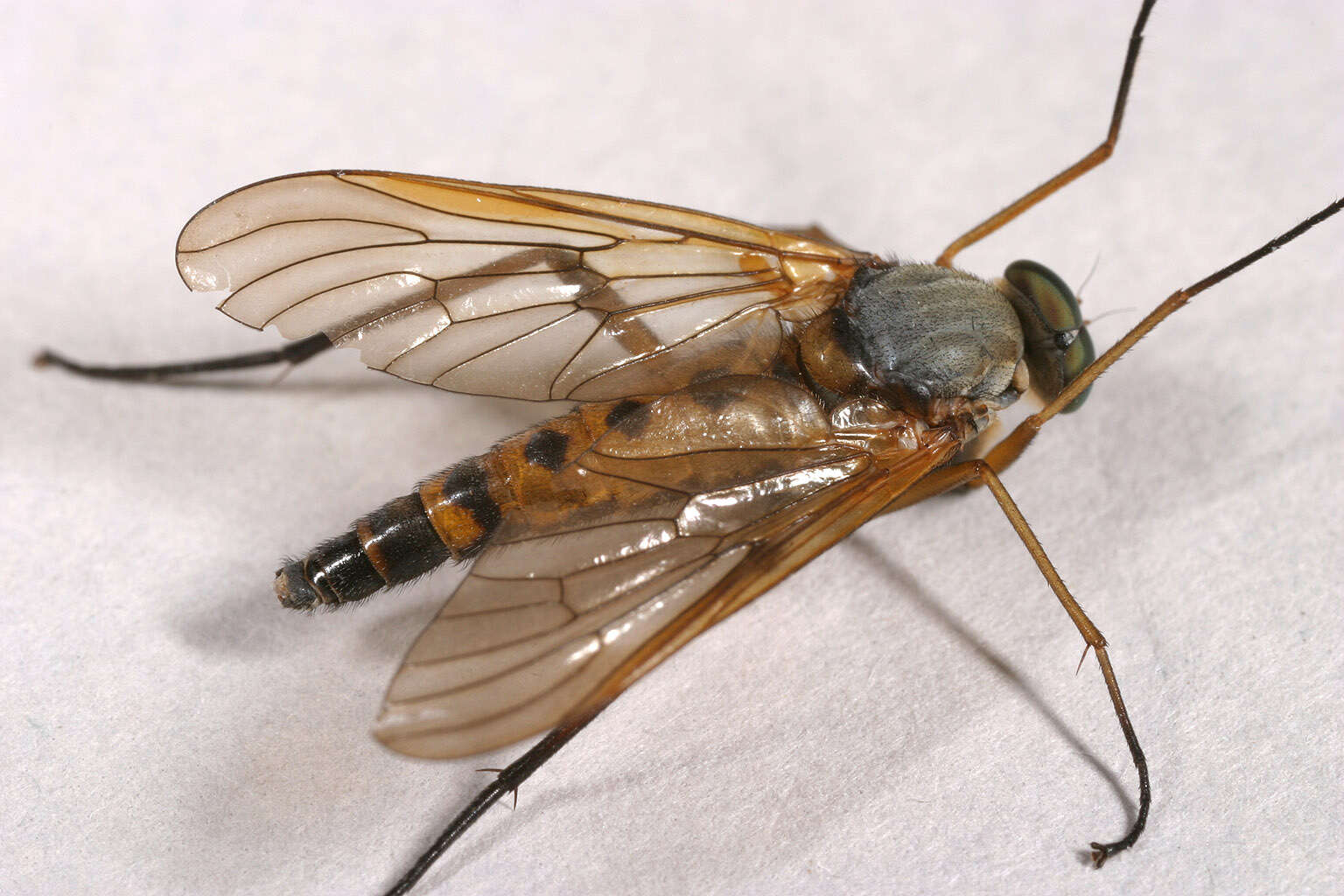 Image of Marsh Snipe fly