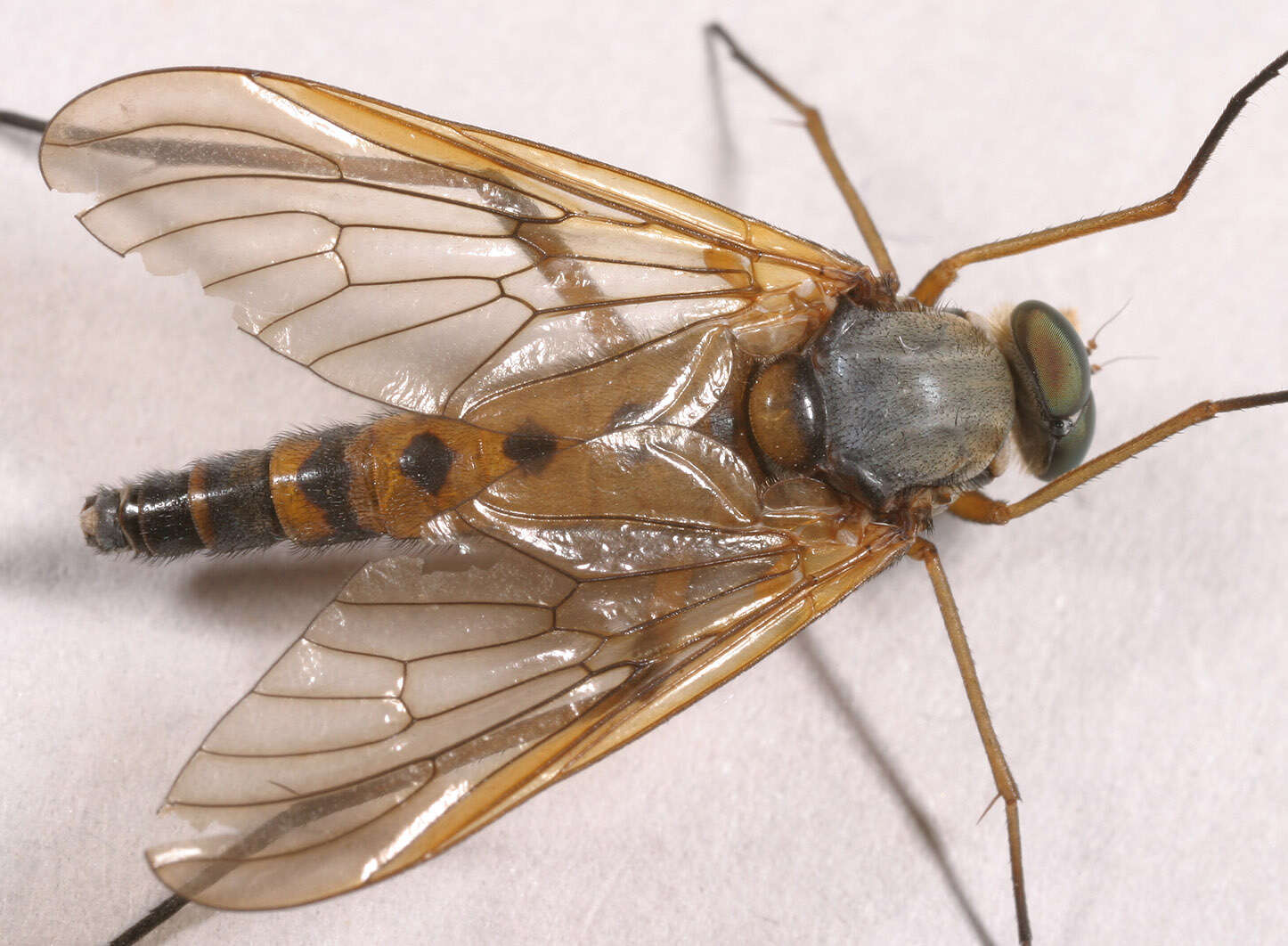 Image of Marsh Snipe fly