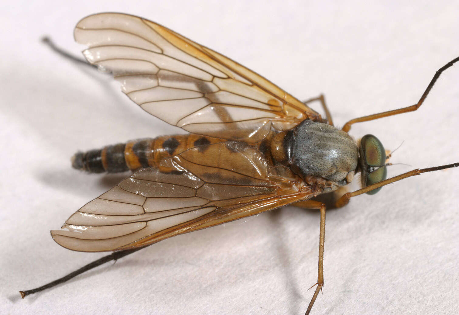 Image of Marsh Snipe fly