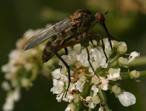 Image of Empis livida Linnaeus 1758