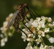 Image of Empis livida Linnaeus 1758