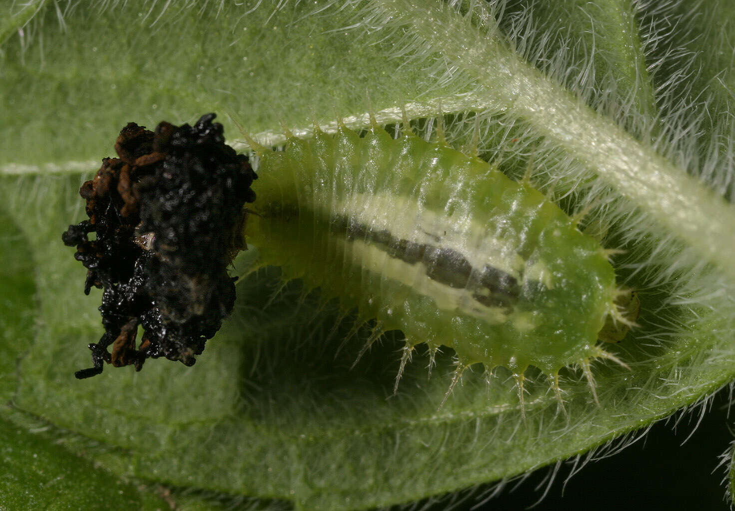 Cassida (Odontionycha) viridis Linnaeus 1758 resmi