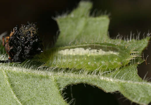 Image of Cassida (Odontionycha) viridis Linnaeus 1758