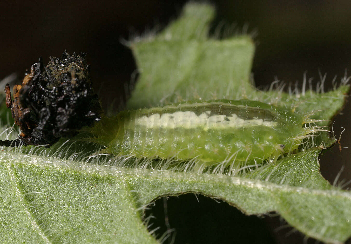 Cassida (Odontionycha) viridis Linnaeus 1758 resmi