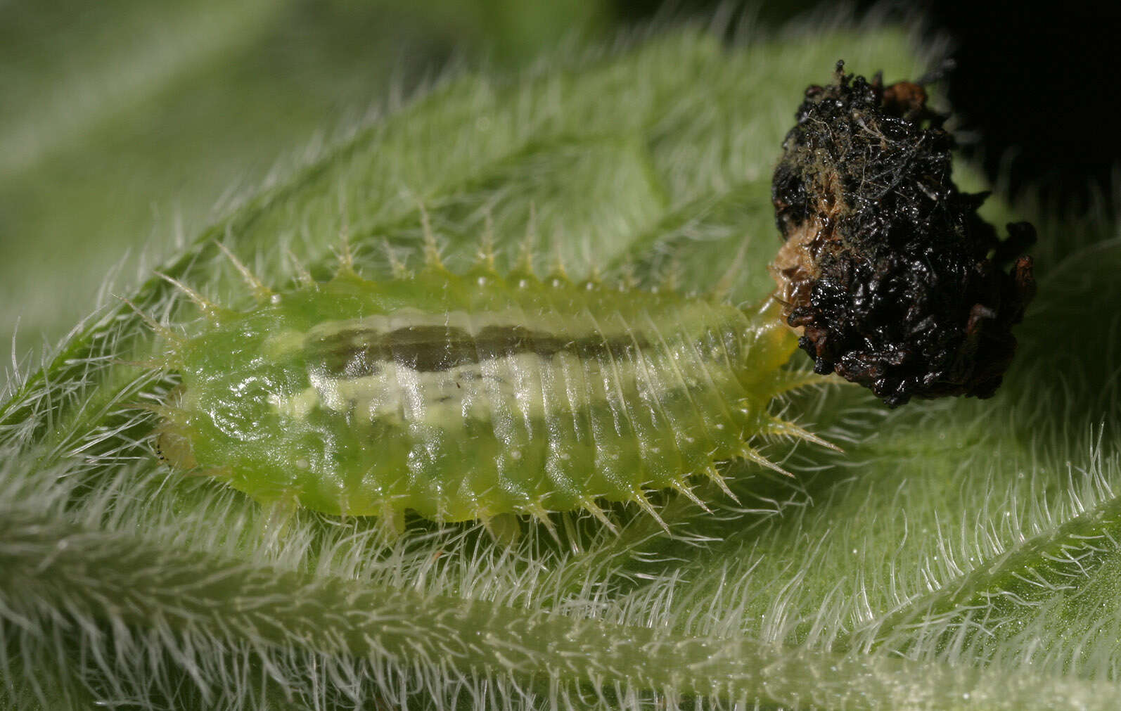 Image of Cassida (Odontionycha) viridis Linnaeus 1758