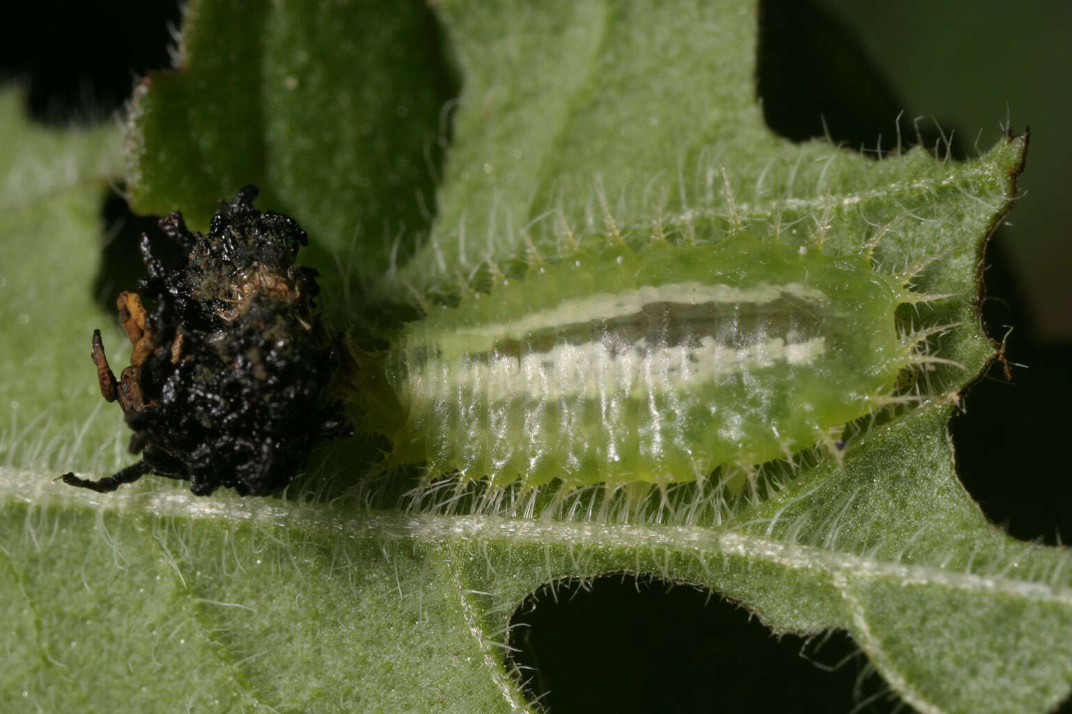 Image of Cassida (Odontionycha) viridis Linnaeus 1758