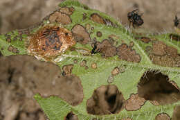 Image of Cassida (Odontionycha) viridis Linnaeus 1758