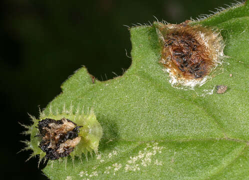 Image of Cassida (Odontionycha) viridis Linnaeus 1758