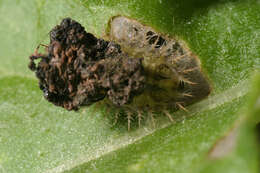 Image of thistle tortoise beetle