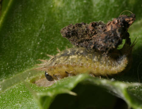 Image of thistle tortoise beetle