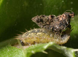 Image of thistle tortoise beetle