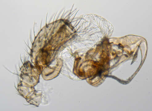 صورة Centromerus dilutus (O. Pickard-Cambridge 1875)