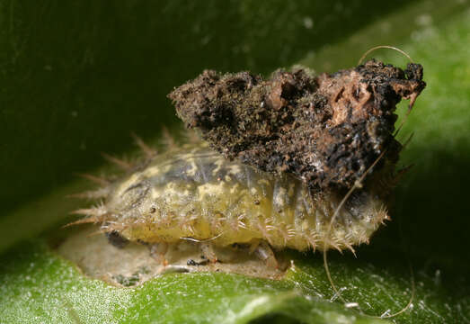 Image of thistle tortoise beetle