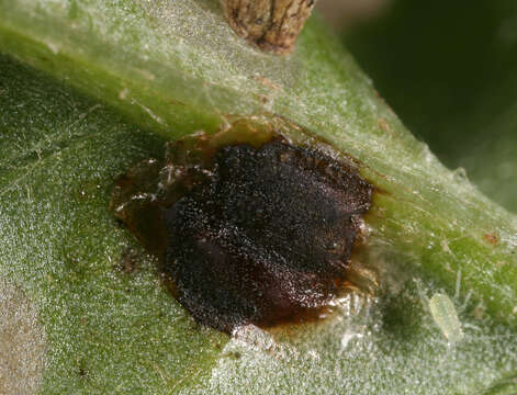 Image of thistle tortoise beetle