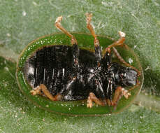 Image of thistle tortoise beetle