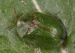 Image of thistle tortoise beetle