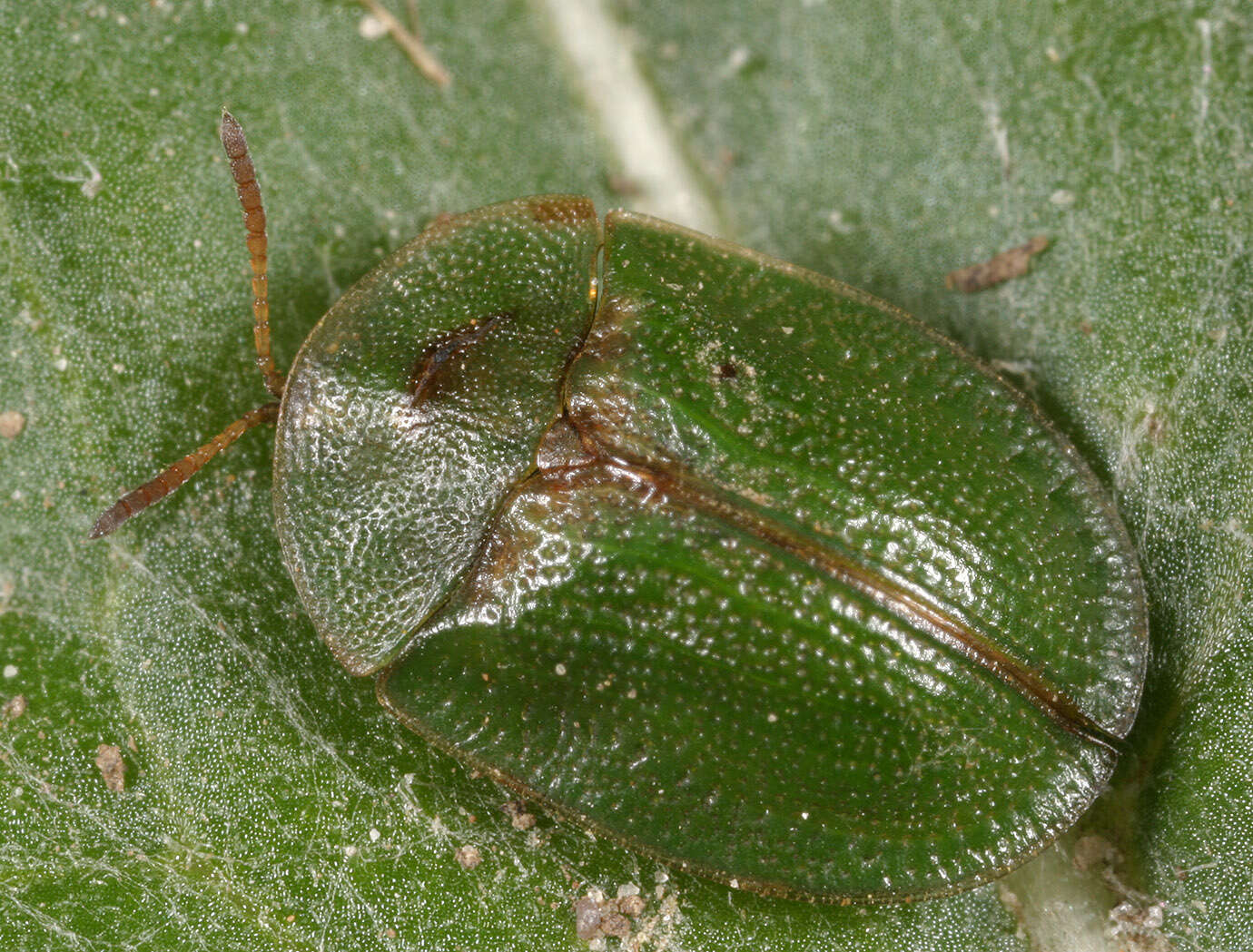 Image of thistle tortoise beetle