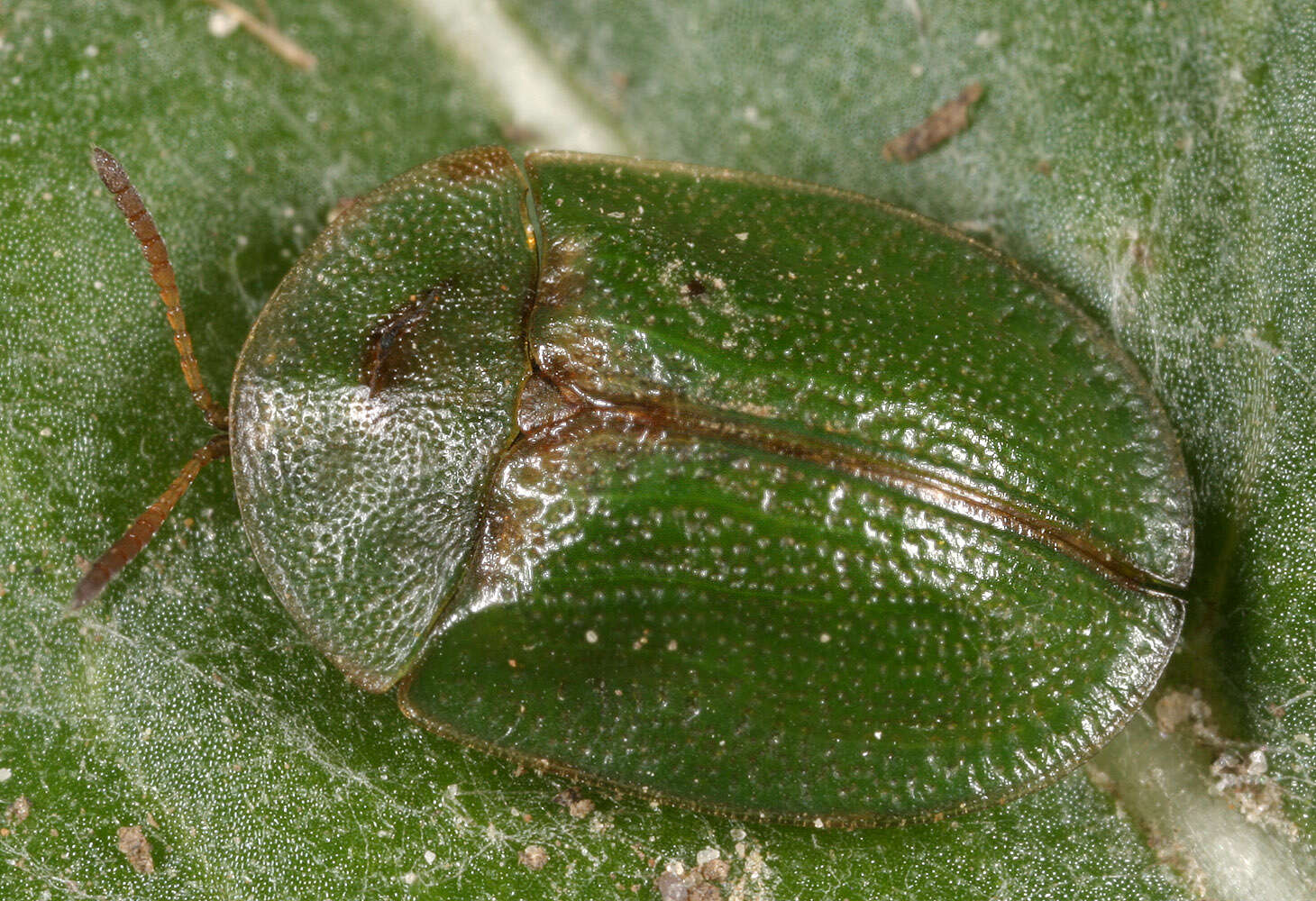 Image of thistle tortoise beetle