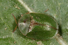 Image of thistle tortoise beetle