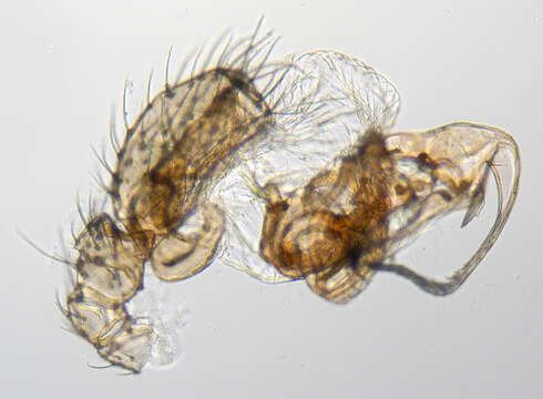 صورة Centromerus dilutus (O. Pickard-Cambridge 1875)