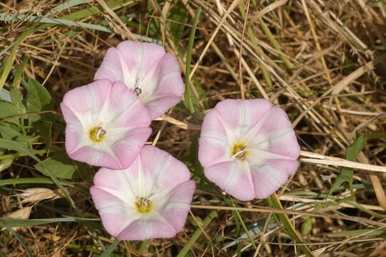 Image of Field Bindweed