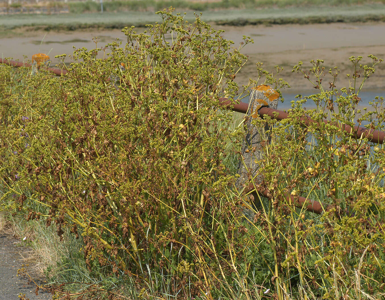 Smyrnium olusatrum L. resmi