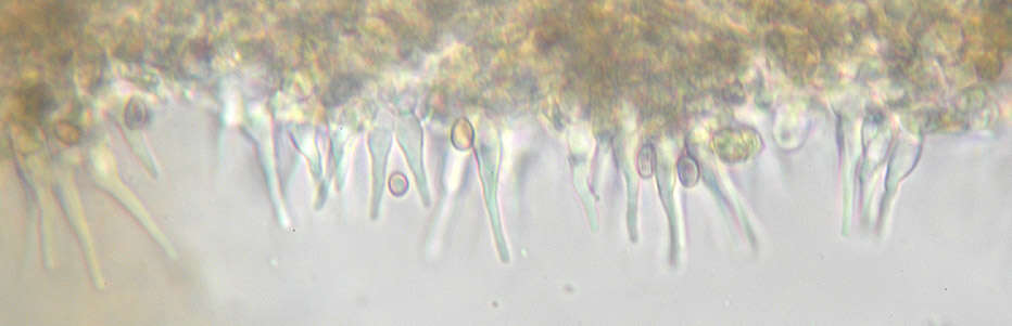 Image of Deconica horizontalis (Bull.) Noordel. 2009