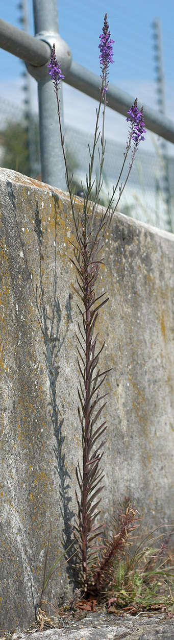 Plancia ëd Linaria purpurea (L.) Mill.