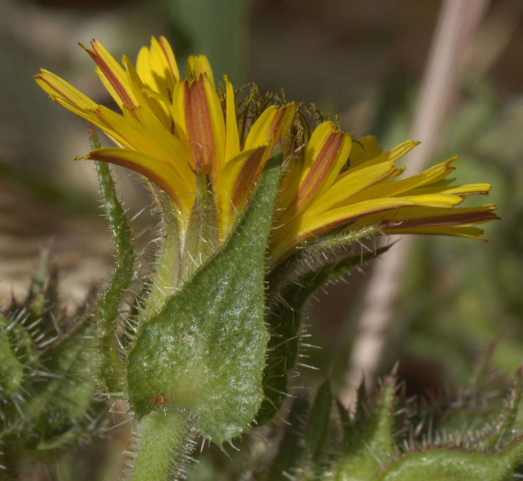 Image of Helminthotheca