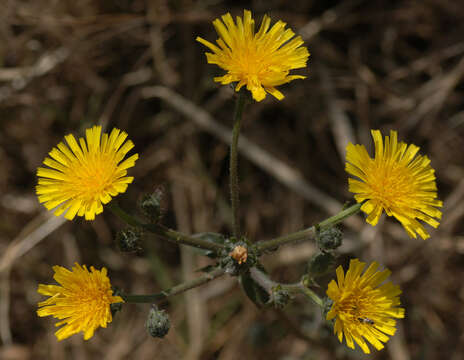 Слика од Picris hieracioides L.