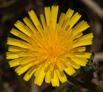 Image of hawkweed oxtongue