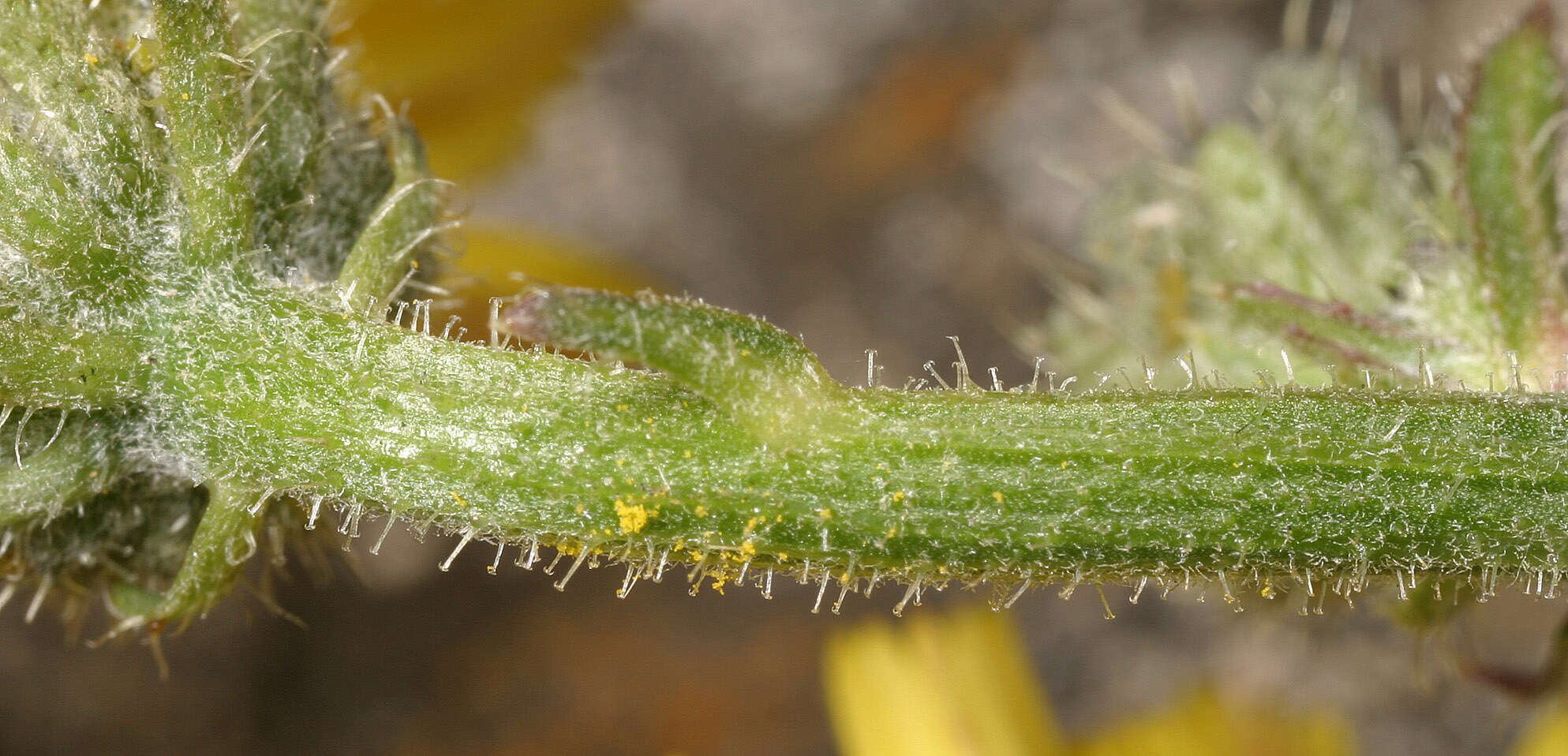 Image of hawkweed oxtongue