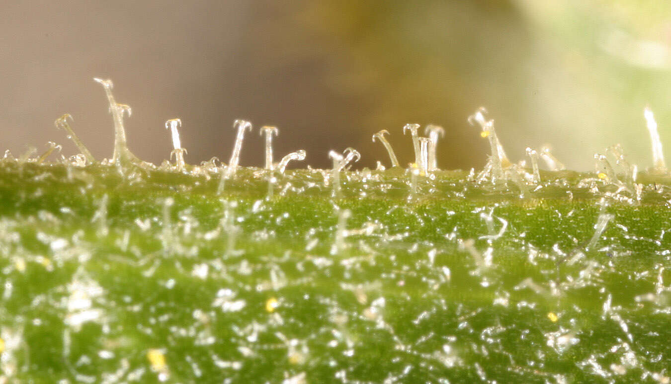 Image of hawkweed oxtongue