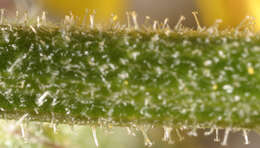 Image of hawkweed oxtongue