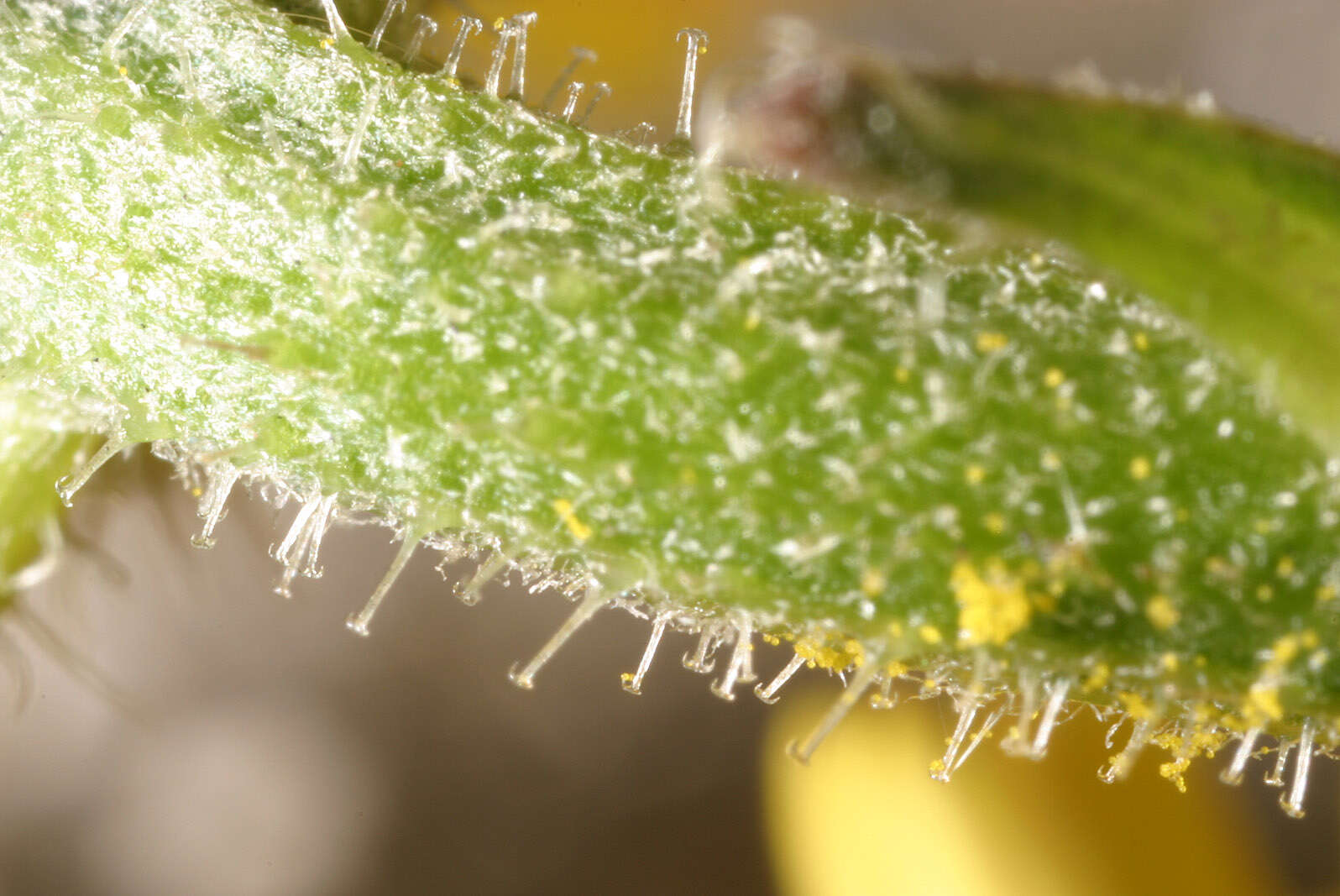 Image of hawkweed oxtongue