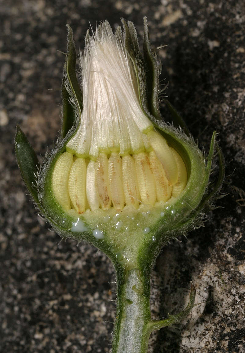 Image of hawkweed oxtongue