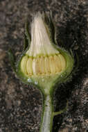 Image of hawkweed oxtongue