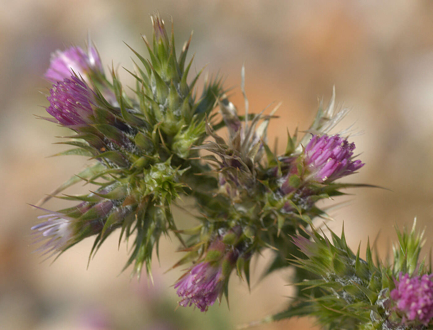 Слика од Carduus tenuiflorus Curt.