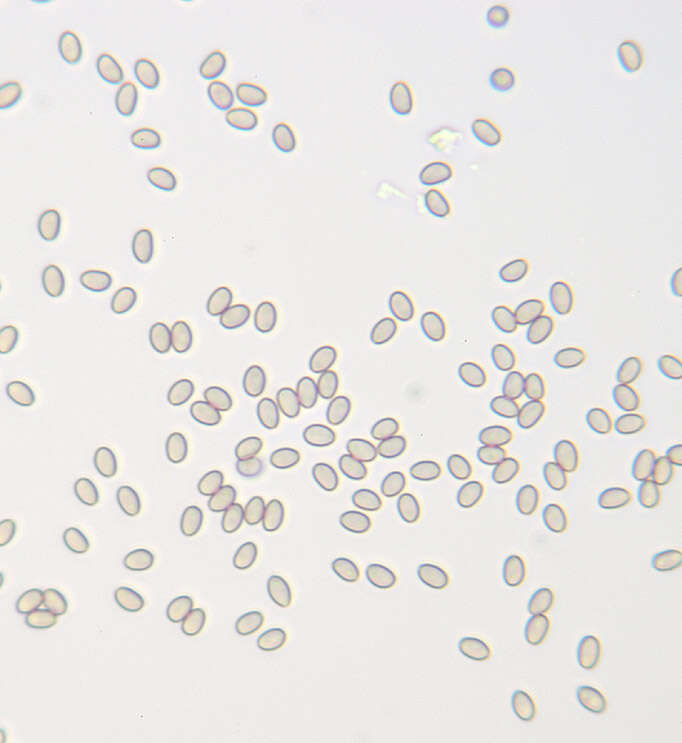 Image of Deconica horizontalis (Bull.) Noordel. 2009